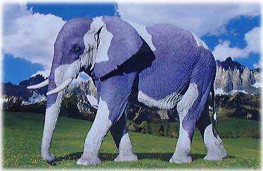 army_elephant.jpg - Powered by witze.net!