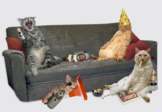 cats_party.jpg - Powered by witze.net!