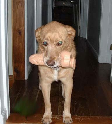 dog_bite.jpg - Powered by witze.net!