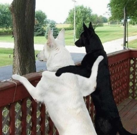 dog_couple.jpg - Powered by witze.net!