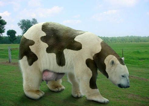 ice_cow.jpg - Powered by witze.net!