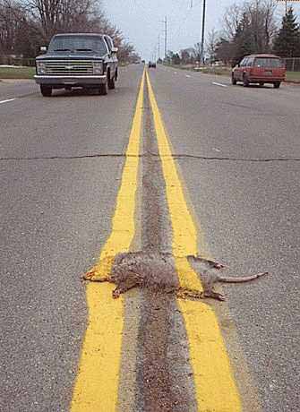 road_marking2.jpg - Powered by witze.net!