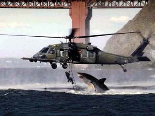 shark_attack.jpg - Powered by witze.net!