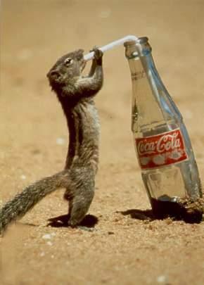 suricate_with_coke.jpg - Powered by witze.net!