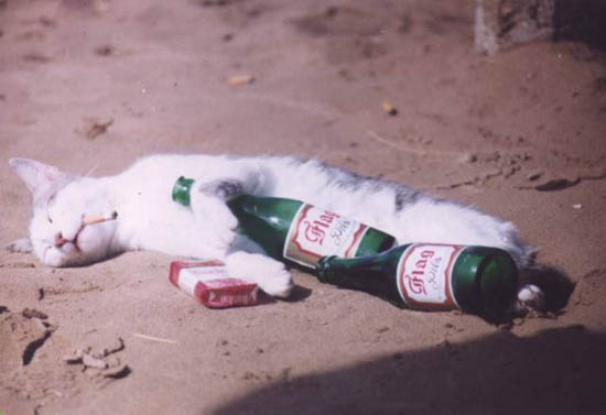 wino_cat.jpg - Powered by witze.net!