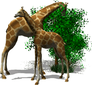 giraffes.gif