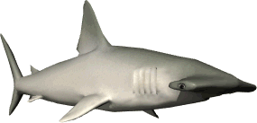 hammerhead.gif