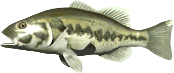 largemouth_bass.gif