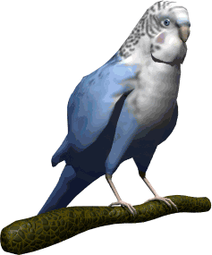 parakeet.gif