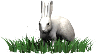 rabbit.gif